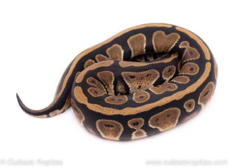 Adult females: Banana bongo spider pastel YB Ghost enchi specter pos het clown big butter female juvi: OD lesser het Clown pastel enchi yb clown Males: disco clown ghi yellow belly 50% het clown fire banana super paint banana