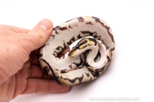 Adult females: Banana bongo spider pastel YB Ghost enchi specter pos het clown big butter female juvi: OD lesser het Clown pastel enchi yb clown Males: disco clown ghi yellow belly 50% het clown fire banana super paint banana