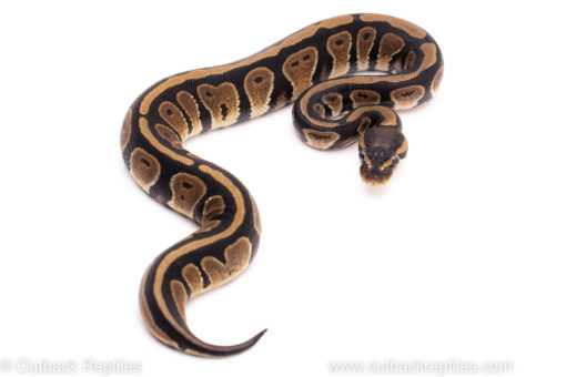 Adult females: Banana bongo spider pastel YB Ghost enchi specter pos het clown big butter female juvi: OD lesser het Clown pastel enchi yb clown Males: disco clown ghi yellow belly 50% het clown fire banana super paint banana