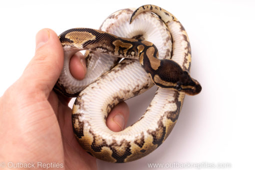 African import ball python for sale