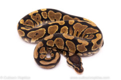 African import ball python for sale