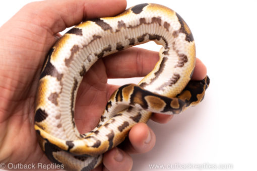 African import ball python for sale