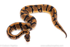 African import ball python for sale
