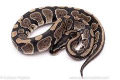 African import ball python for sale