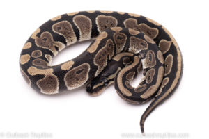 African import ball python for sale