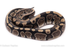 African import ball python for sale