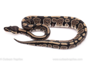 African import ball python for sale