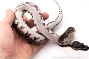African import ball python for sale