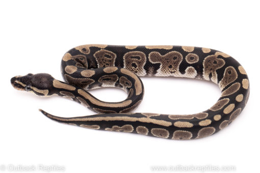 African import ball python for sale