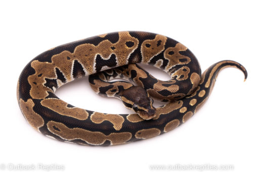 African import ball python for sale