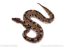 African import ball python for sale
