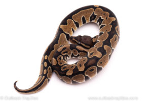 African import ball python for sale