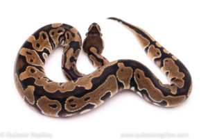 African import ball python for sale