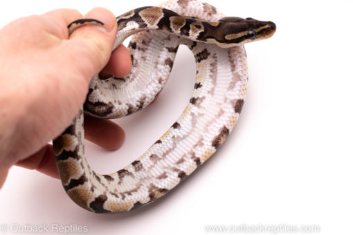 African import ball python for sale