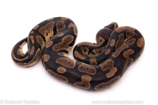 African import ball python for sale