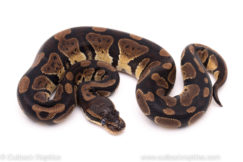 African import ball python for sale