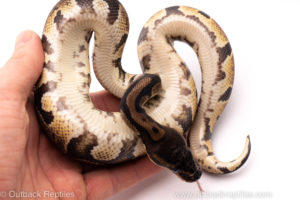 African import ball python for sale