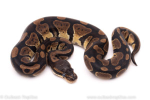 African import ball python for sale
