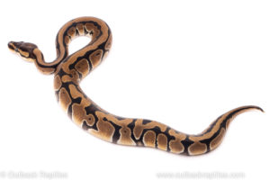 African import ball python for sale