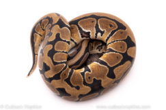 African import ball python for sale