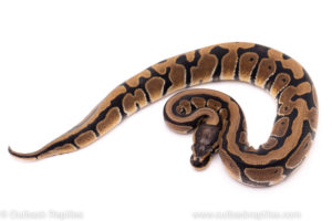 African import ball python for sale
