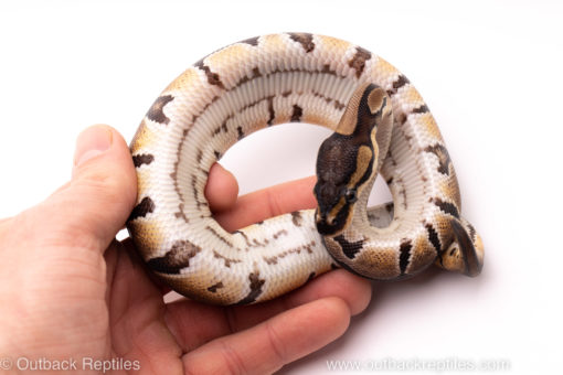 African import ball python for sale