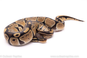 African Import Dinker Ball Python for sale