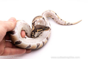 African Import Dinker Ball Python for sale