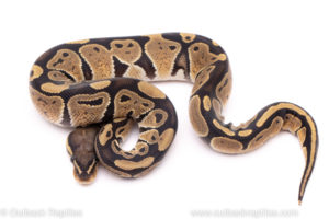 African Import Dinker Ball Python for sale