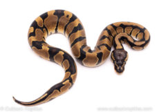 African import ball python for sale