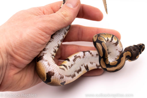 African import ball python for sale
