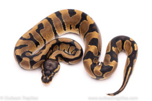 African import ball python for sale