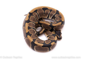 African import ball python for sale