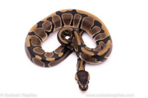 African import ball python for sale