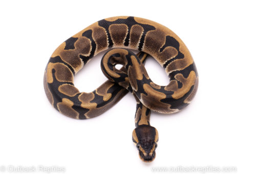 African import ball python for sale
