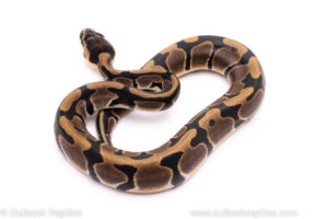 African import ball python for sale