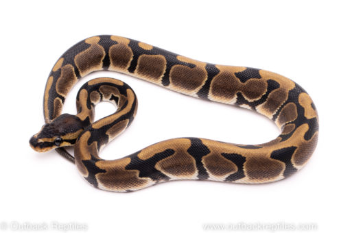 African import ball python for sale