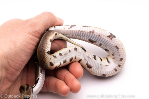 African import ball python for sale