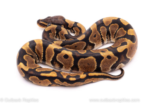 African import ball python for sale