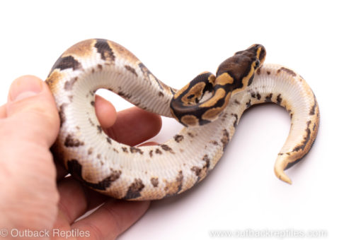 African import ball python for sale