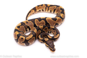 African import ball python for sale