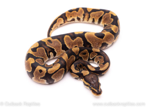 African import ball python for sale