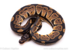 African import ball python for sale