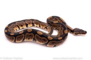 African import ball python for sale