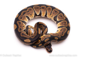 African import ball python for sale