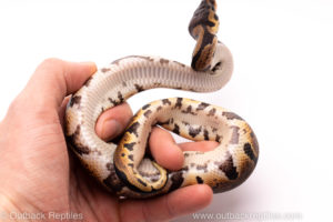 African import ball python for sale