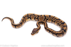 African Import ball python for sale
