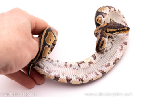 African Import ball python for sale