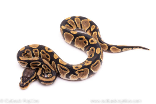 African Import ball python for sale