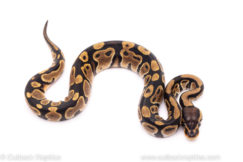 African Import ball python for sale
